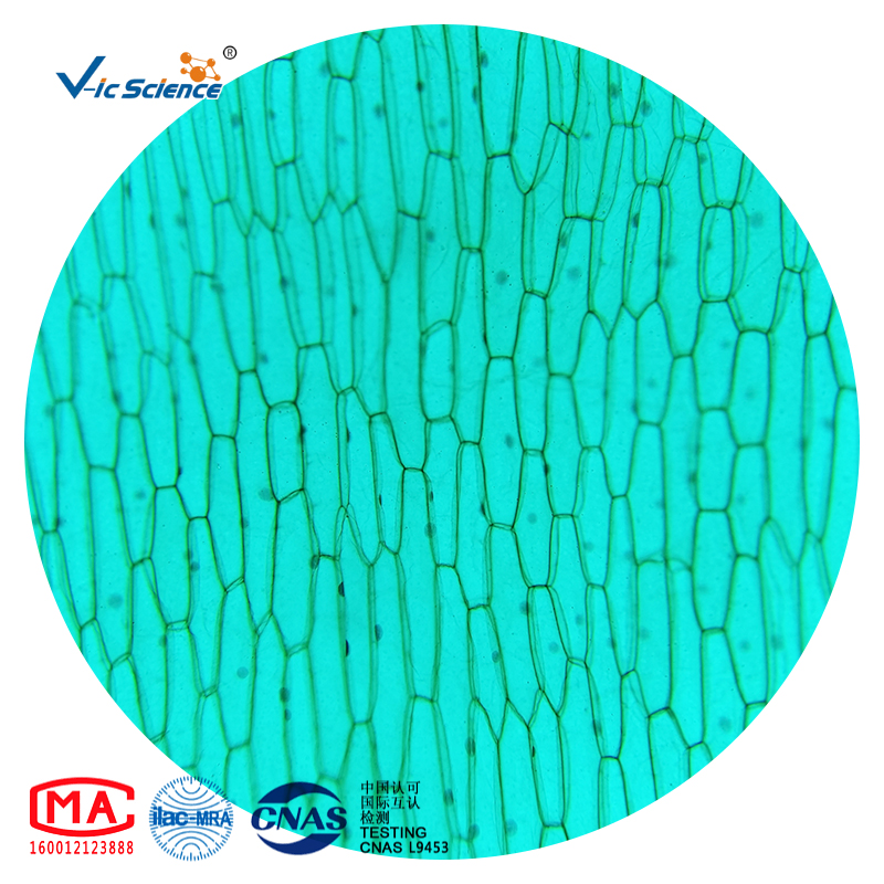Microscope Slides