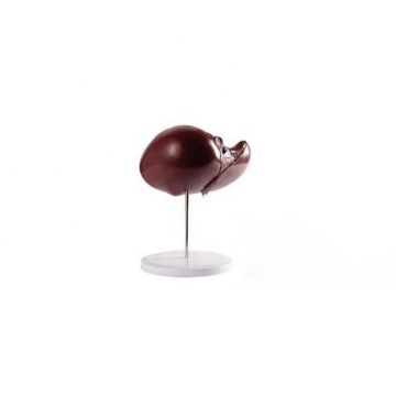 DARHMMY Deluxe Medical Science Anatomy Model - Liver