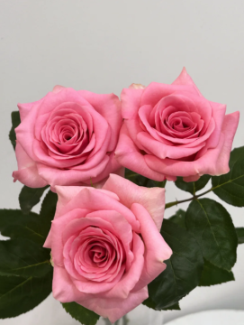 Spring Song Vibrant Garden Roses Blooming Elegance