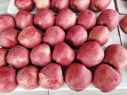 Full Color Good Quality Red Star Apple