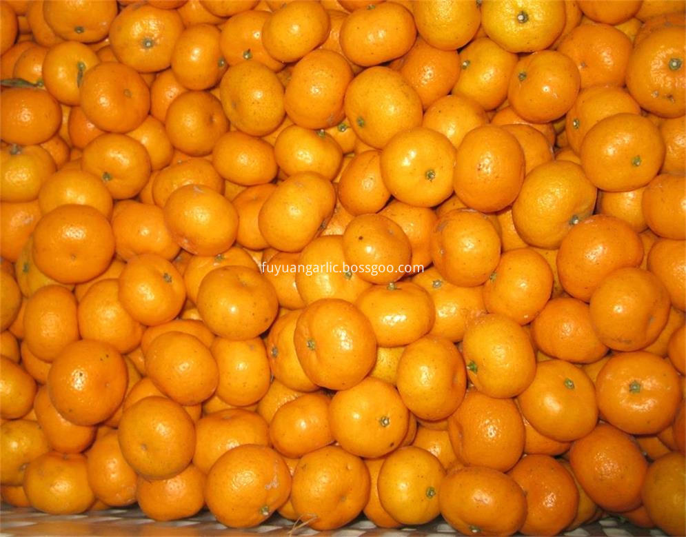 Baby mandarin export