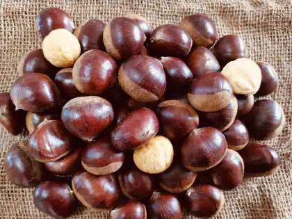 Fresh Chestnut Glossy Health
