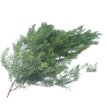Yunnan Immortal Melaleuca Bracteata Natural Forest Flowers for Wedding Festivals and Decorations