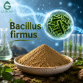 مسحوق Bacillus Firmus عالي النقاء، مكون بروبيوتيك