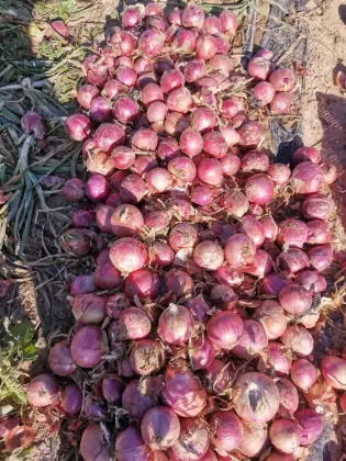 Fresh Onion Good Taste