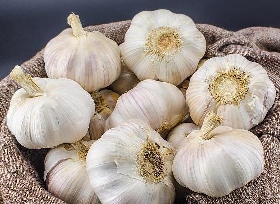 garlic