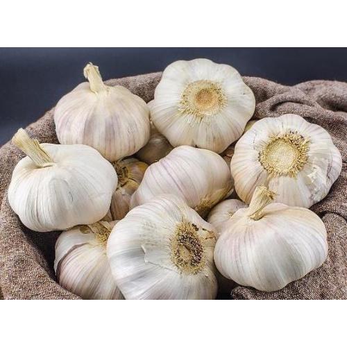 فروش عمده سیر در قیمت چند مشخصات