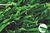 New S-shaped grass Artificial grass for Sports