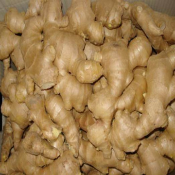 Chinese Fresh Ginger to Europe