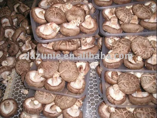 Flower Cap Shiitake Mushroom