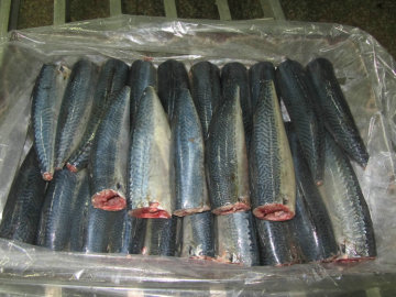 Berkualiti tinggi beku gutted dibersihkan hgt pacific mackerel
