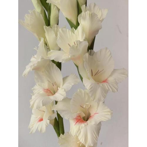 বিবাহের জন্য বাল্ক পাইকারি Ajax Gladiolus তাজা কাটা ফুল