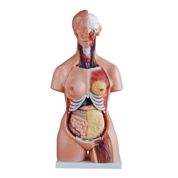 DARHMMY 85cm Trisexual Trunk Model 21-Part Medical Science Product