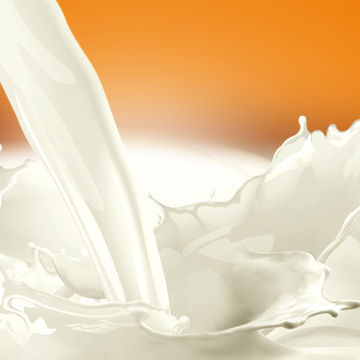 Cheese Dairy Products, Professional Export/Agent