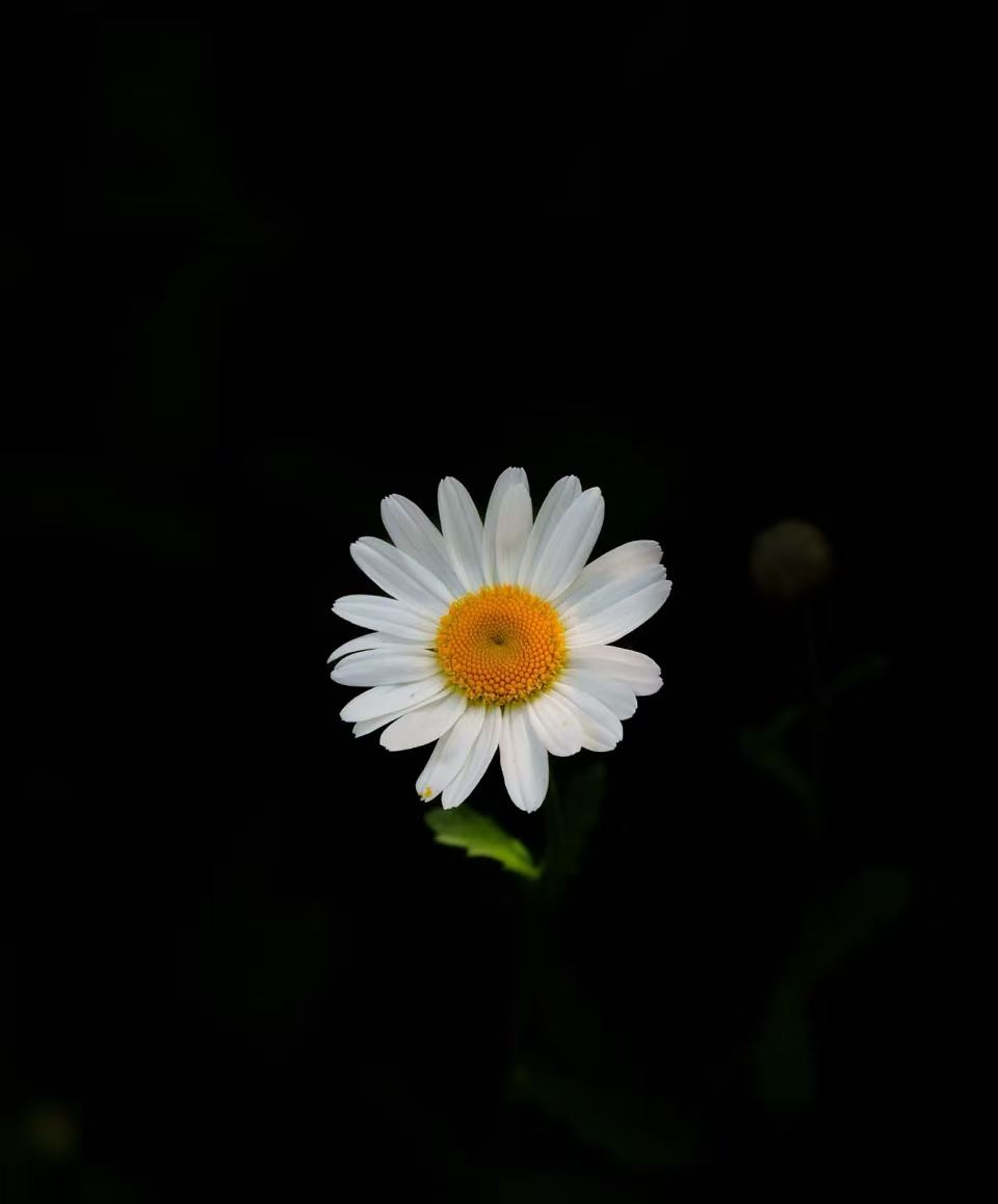 Marigert