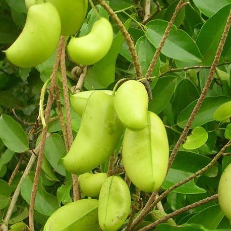 Griffonia simplicifolia plant