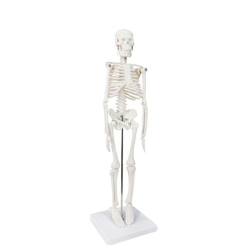 Darhmmy 45cm mini van hoge kwaliteit menselijk skeletmodel voor scholen