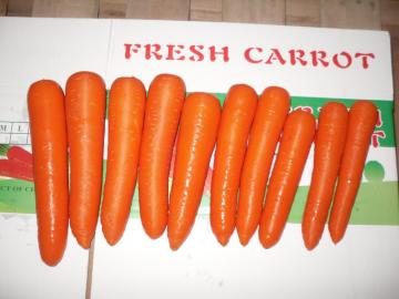 Fresh New Crop Carrot