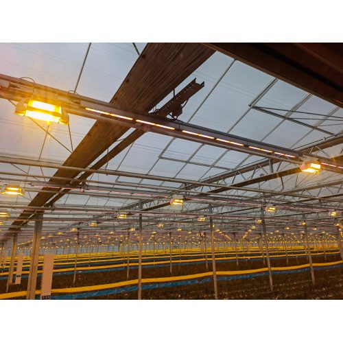 Plant LED Supplemental Lighting System