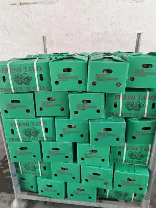 Fresh big taro in 9kg plastic box