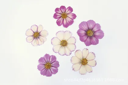 Cosmos Private Label Natural Dried Flowers for Crafts