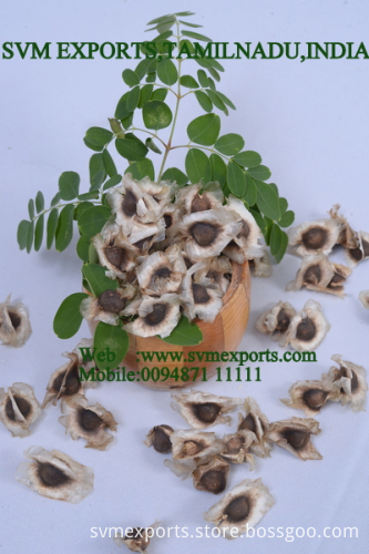 Moringa Oleifera PKM1 Suppliers