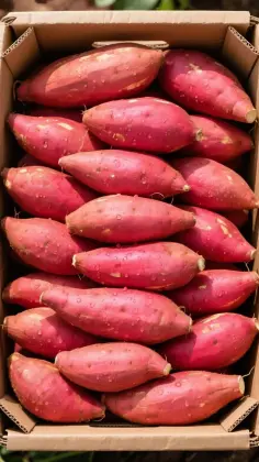 Premium Fresh Yunnan-Grown Honey Sweet Potatoes