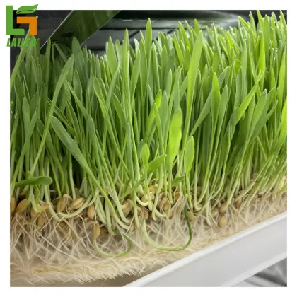 40ft Container Farm Greenhouse: Smart Farming for Grass