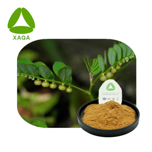 Pure Natural Phyllanthus Urinaria Extract Powder 10: 1