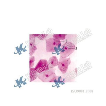 Human Oral Cavity Epithelial Cells: KS-12 Study