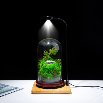 ZERO (M) Botanical Sculpture: Preserved Moss Terrarium