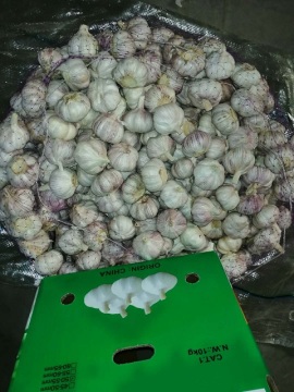 how to store fresh normal white garlic