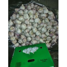 wie man frischen normalen weißen Knoblauch lagert