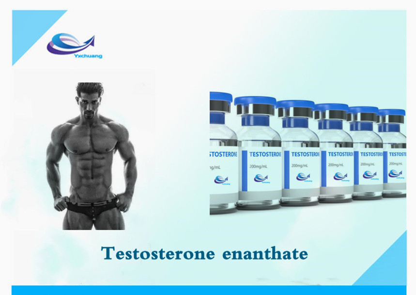 supply bulk stock Testosterone enanthate CAS 315-37-7