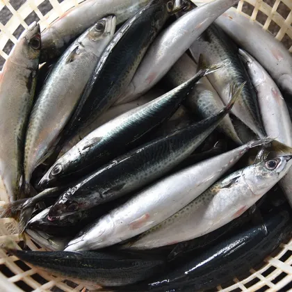 Frozen Pacific Mackerel 500g Sea Block Bqf