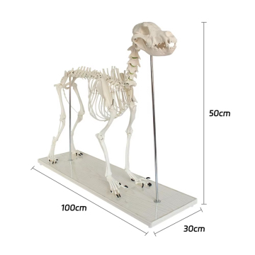 Life Size High Quality Dog Skeleton Model - Veterinary Anatomical Tool