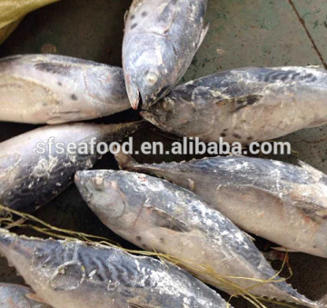 BONITO TUNA FOR DRIED PEPPERS