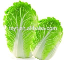 2015 Fresh Chinese Cabbage, Long Cabbage