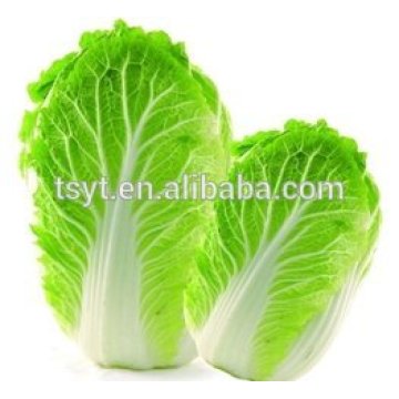 2015 Fresh Chinese Cabbage, Long Cabbage