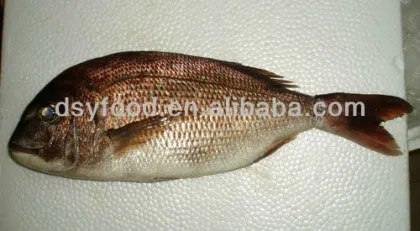 Black Seabream Fish