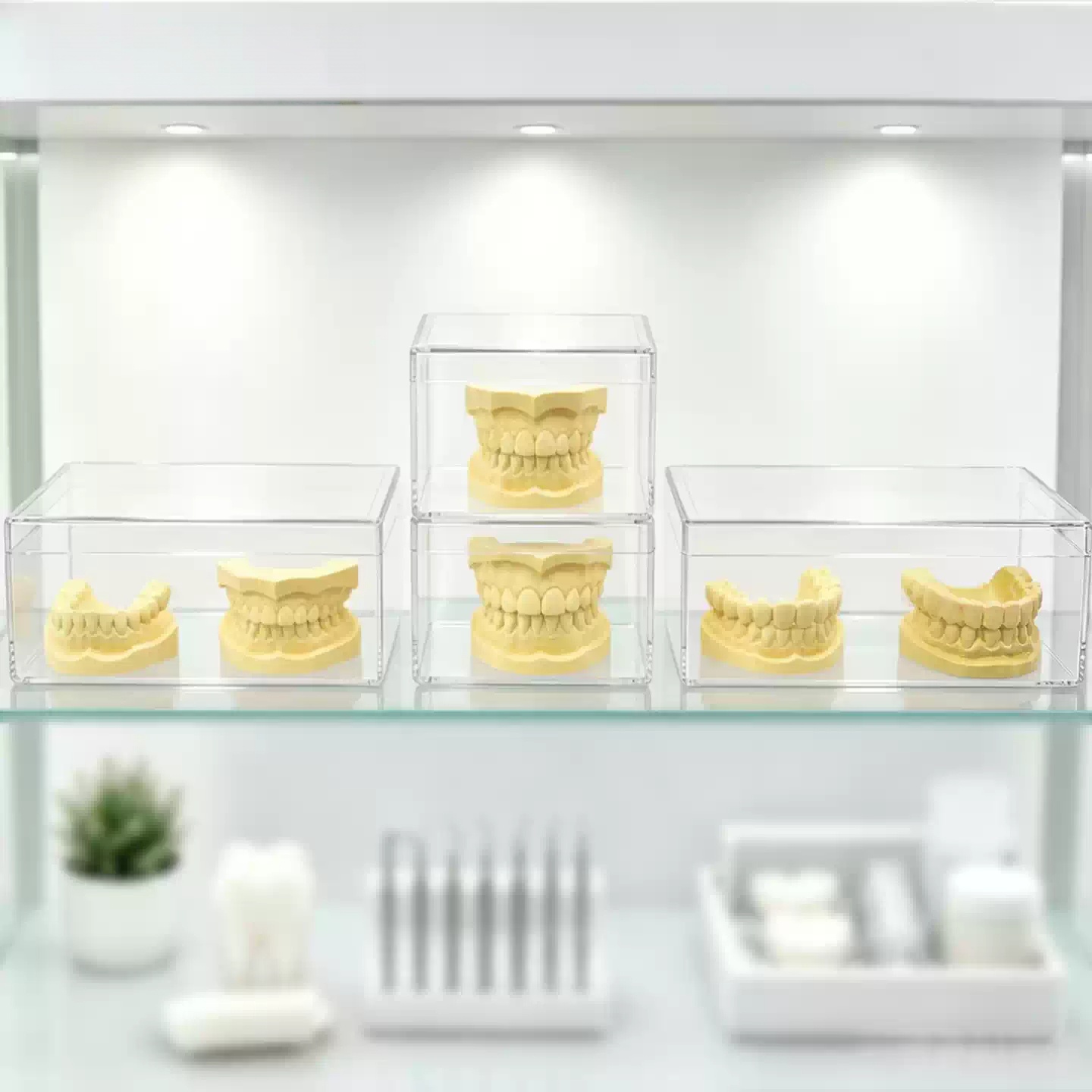 dental model box