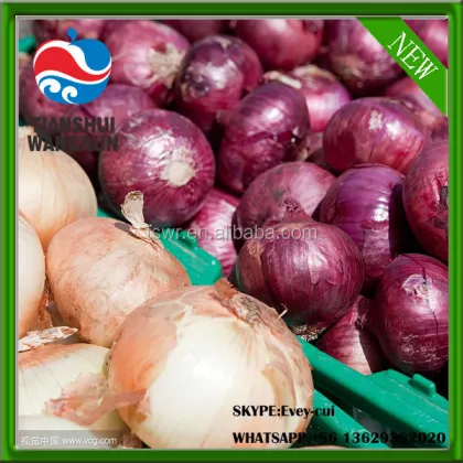 round onion fresh onions gansu onion