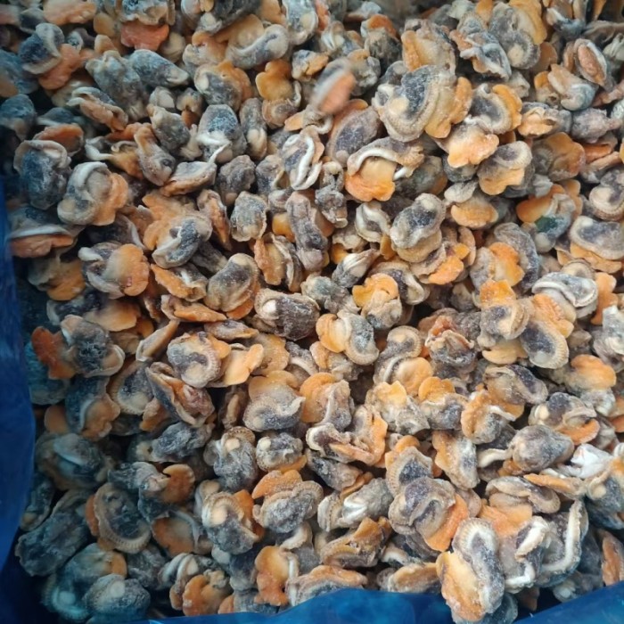 Arche Muschel Blut Muschel pralle Muschelfleisch