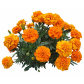 Protect eyesight Marigold Extract powder