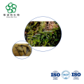 Ilex Pubescens Hook Root Extract 10:1 Natural Powder for Heart Health