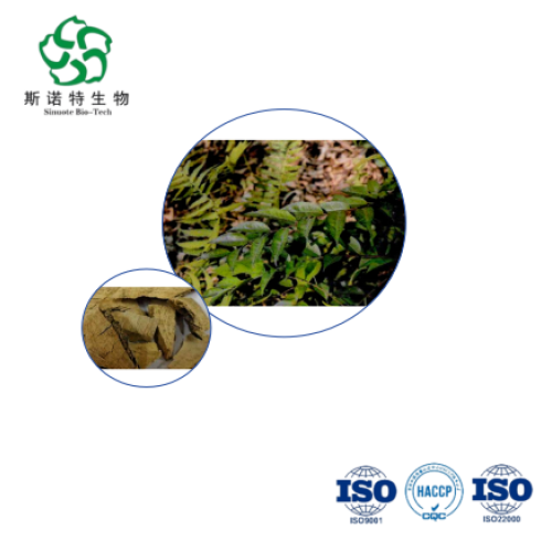 Ilex Pubescens Hook Root Extract 10:1 Natural Powder for Heart Health