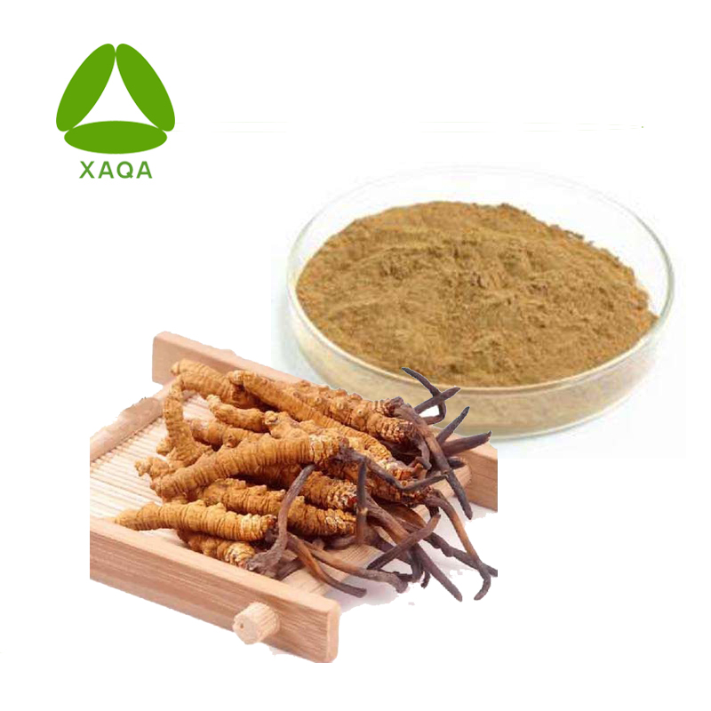 Cordyceps Militaris extrahieren 40% Polysaccharidpulver