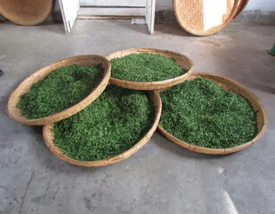 Cold green tea for weight loss