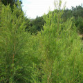 Tea Tree Essential Oil Price Factory Supply