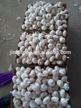 fresh garlic with high quality